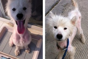 Девушка нашла на улице пса в плачевном состоянии и взяла к себе домой