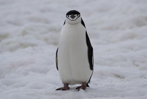 Десятка  глупых поступков, которые совершали туристы