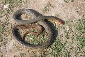 В Дагестане пенсионерка убила 80 змей, облюбовавших ее огород