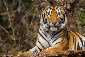 Ученые издеваются над большими кошками, чтобы доказать прописную истину
