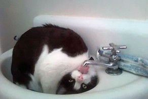 А коты не так просты