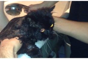 Говорящий кот бьёт тревогу в ванной криком "Я бык!"