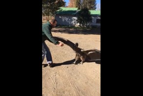 Кондор не забыл доброту своего спасителя и навестил его