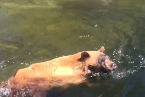 Медведь чуть не погиб, переплывая бурную реку