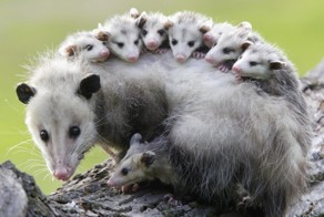 Трудно быть матерью-одиночкой!﻿ Многодетная мама-опоссум стойко несет всех своих детей