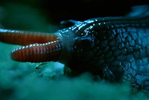 Фильм ужасов в мире животных: плотоядная улитка заглатывает большого дождевого червя