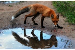 Бешеная лисица напала на водителя грузовика, но он нашел чем ей ответить