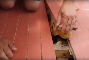  Это были неправильные пчелы! Неожиданный подарок под полом балкона 