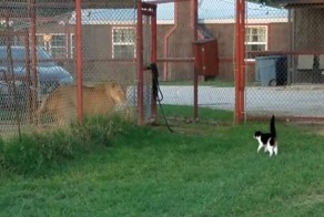 Храбрая домашняя кошка бросила вызов львице