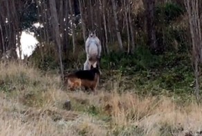 В Австралии кенгуру вступил в схватку с немецкой овчаркой