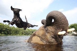 Слон и пес, которых подружила вода