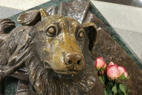 Любите животных