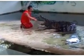 Крокодил укусил дрессировщика за голову на глазах у туристов