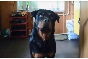 Ротвейлер смог найти выход из сложной для него ситуации