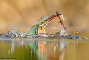 Фотоохота на зимородка окончилась невероятным успехом!