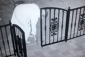 Женщина в темноте перепутала гремучую змею с собачьей игрушкой