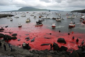 Побережье Дании снова окрасилось в красное во время ежегодного убийства дельфинов