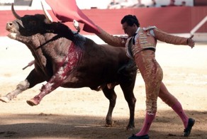 Во время боя с быком во Франции погиб тореадор