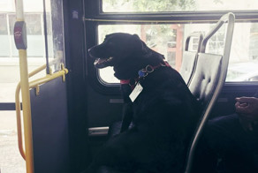 Эта собака каждый день сама ездит на автобусе на прогулку
