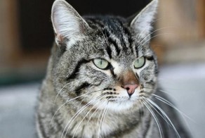 О том как кот Винни спас свою семью