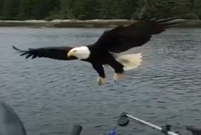 Белоголовый орлан стащил улов канадского рыбака, пока тот снимал его на камеру