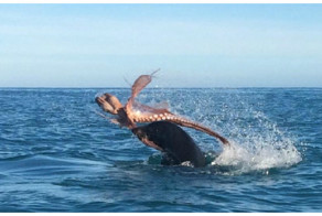 Голодный морской лев вступил в ожесточенную схватку с осьминогом