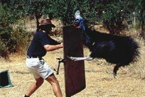 Маленькие различия: чем отличаются Британия и Австралия?