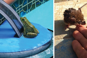 Это гениальное изобретение способно спасать животных от ужасной смерти