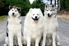 А вы знаете, как отличить хаски от маламута с первого взгляда? да проще простого!