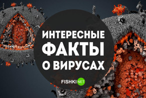Дюжина удивительных фактов о вирусах