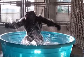 Эта горилла знает, как нужно хорошо проводить время в бассейне