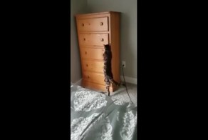 Когда твой кот умеет играть в прятки