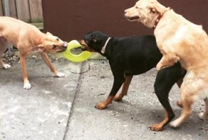 Это был не день Бэкхема!