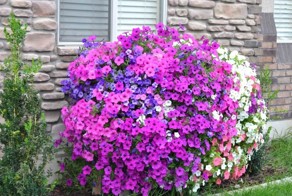 Ещё одна замечательная идея для дачи, которая порадует цветоводов