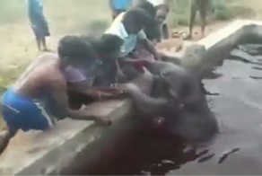 Спасение слонёнка упавшего в резервуар с водой