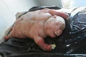 Человекоподобный ягненок родился в Южной Африке