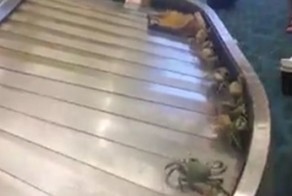 Крабы совершили массовый побег из  багажа одного из пассажиров 