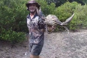 Австралиец показал, как поймать гигантского мангрового краба с помощью палки