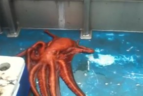 Рыбак снял побег огромного двухметрового осьминога через крохотную щель