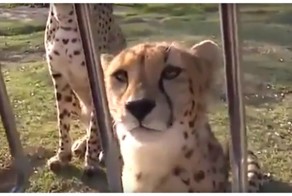 Эти мяукающие гепарды сделают ваш день лучше!