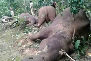 В Индии семью слонов убило электрическим током