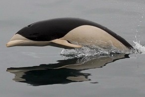 Не все дельфины одинаково известны