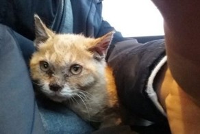 Котенок был так голоден, что ел грязь