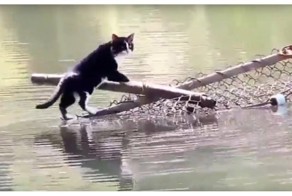 Этого кота не пугают никакие водные преграды!