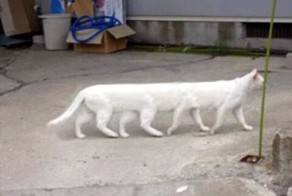 От безголового туриста до восьминогого кота