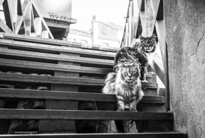 Прекрасные коты Венеции