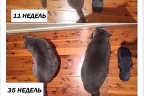 Cмешные комментарии из социальных сетей