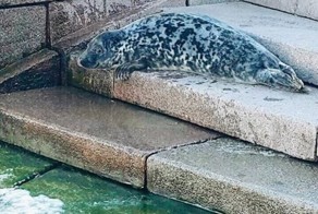 В центре Петербурга  спасли выброшенного из воды тюлененка