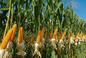 США вывели кукурузу, содержащую генетический код для убийства живых существ