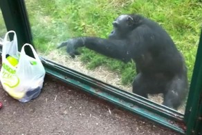 Крайне сообразительный шимпанзе жестами показал посетителям зоопарка, что хочет сладкой водички